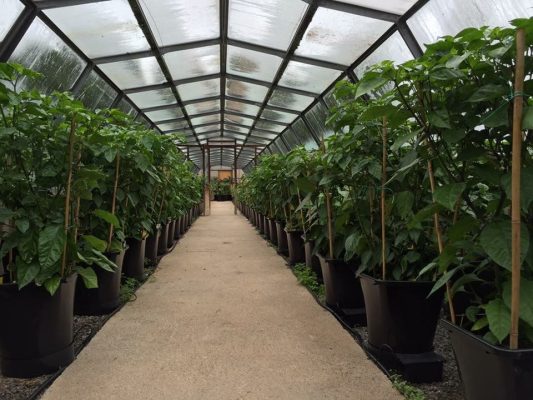 AutoPot 1Pot XL in tuinkas