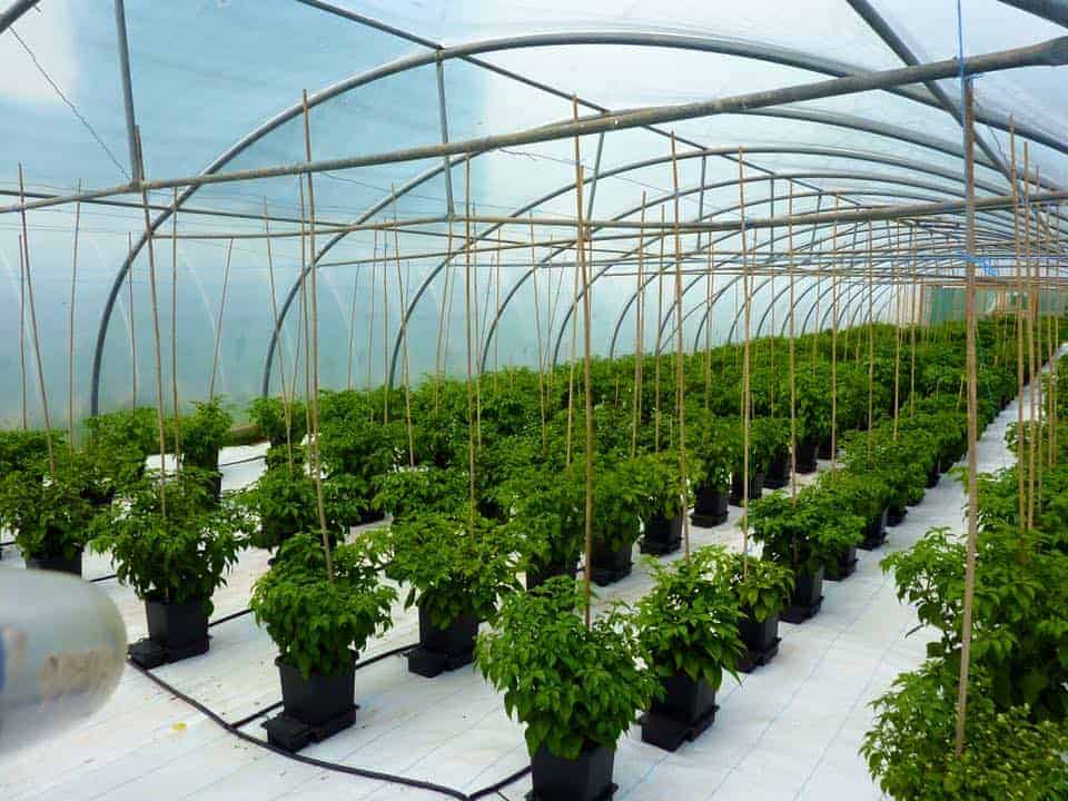 horti_chili_81