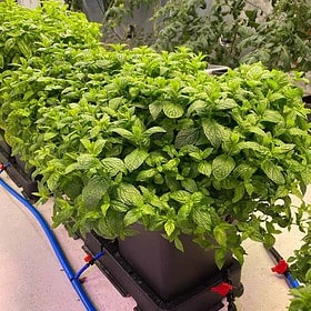 AutoPot_Easy2Grow_mint