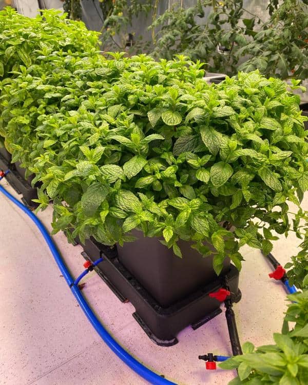 AutoPot_Easy2Grow_mint