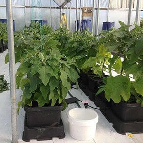easy2grow horti 2