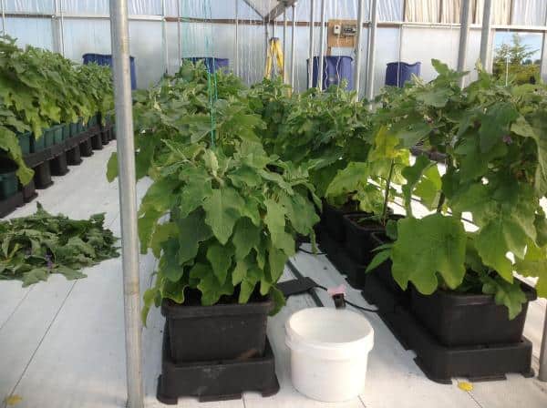 easy2grow horti 2