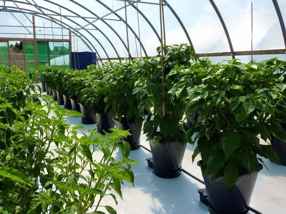 horti_chili_4