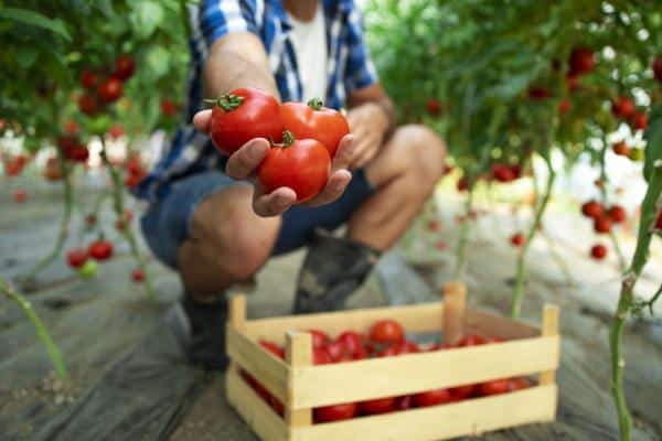 Unrecognizable farmer holding tomatoes in his hand while standing in organic food farm.