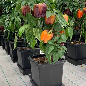 1pot_33