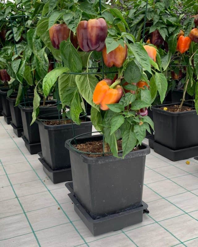 1pot_33