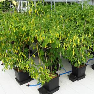 Alternative view of AutoPot 1Pot 8 potten systeem