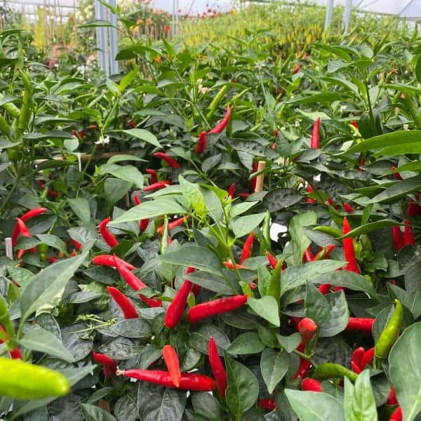 AutoPot_1Pot_peppers_4