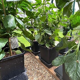 autopot_tuinkas3