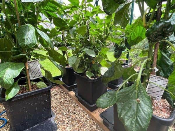 autopot_tuinkas3