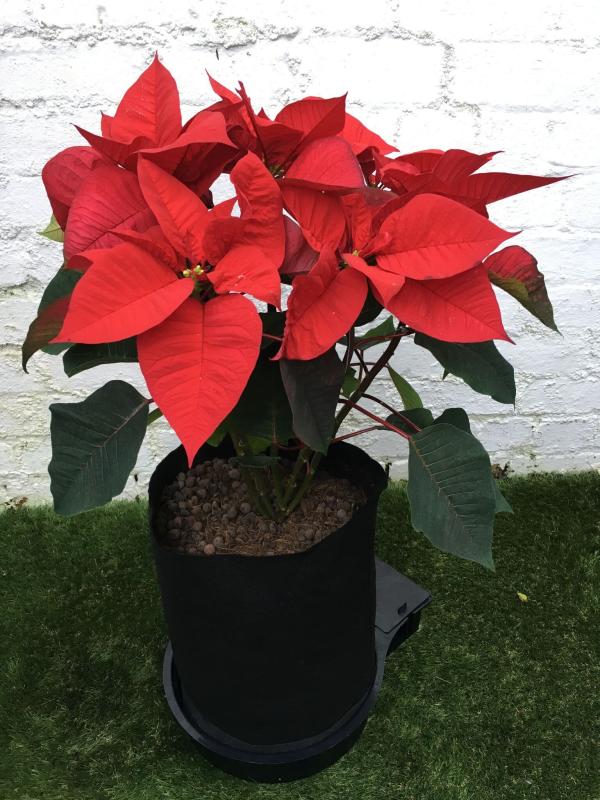 AutoPot_1Pot_XL_Smartpot-flower