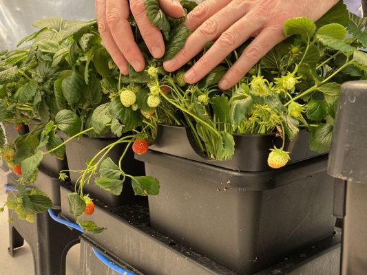 Strawberries_autopot