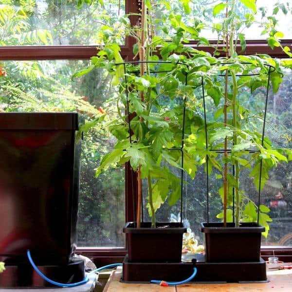 easy2grow_tomaten