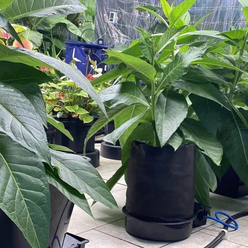 AutoPot FlexiPot 100 Systeem Ontdek AutoPot Bewateringssystemen