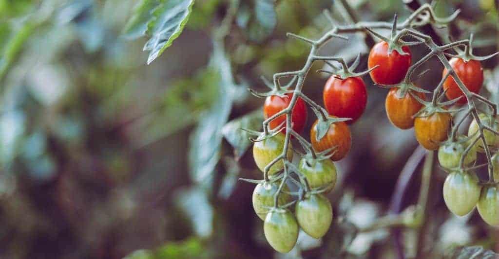 horti_tomaat