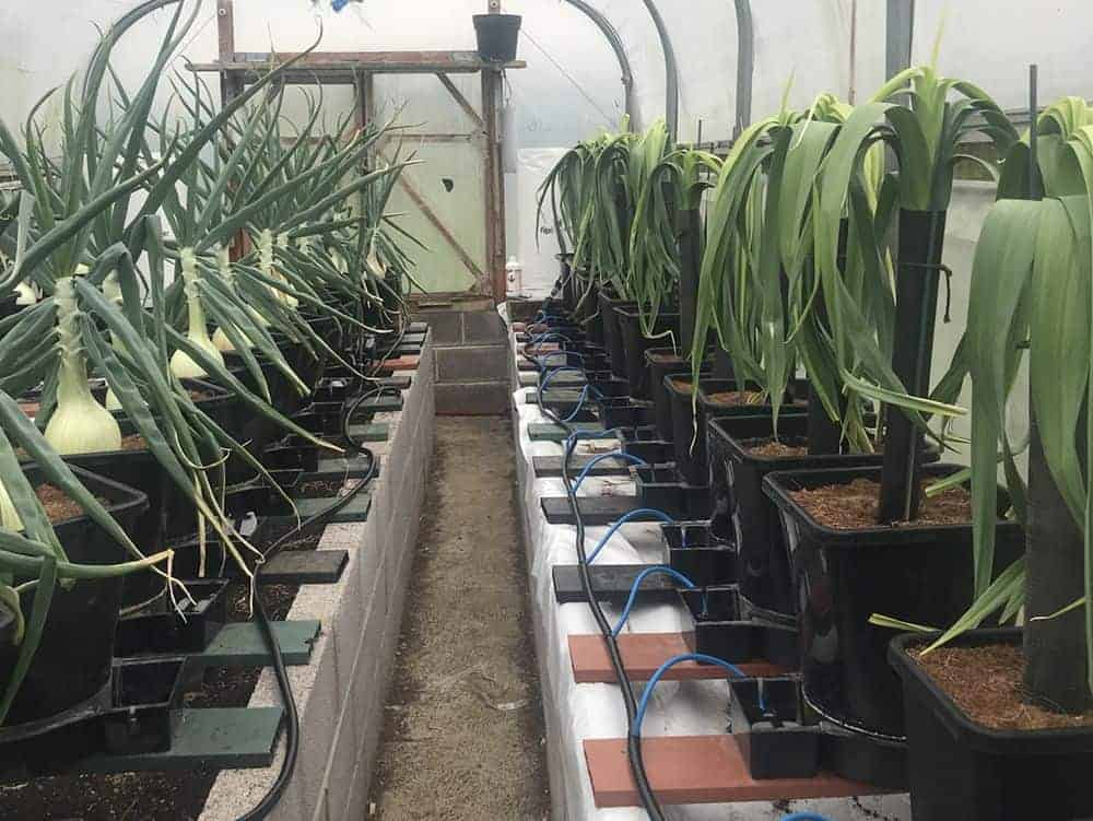 indoor_greenhouse_autopot4