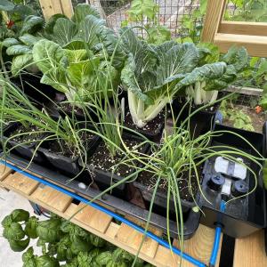 tray to grow aquavalve