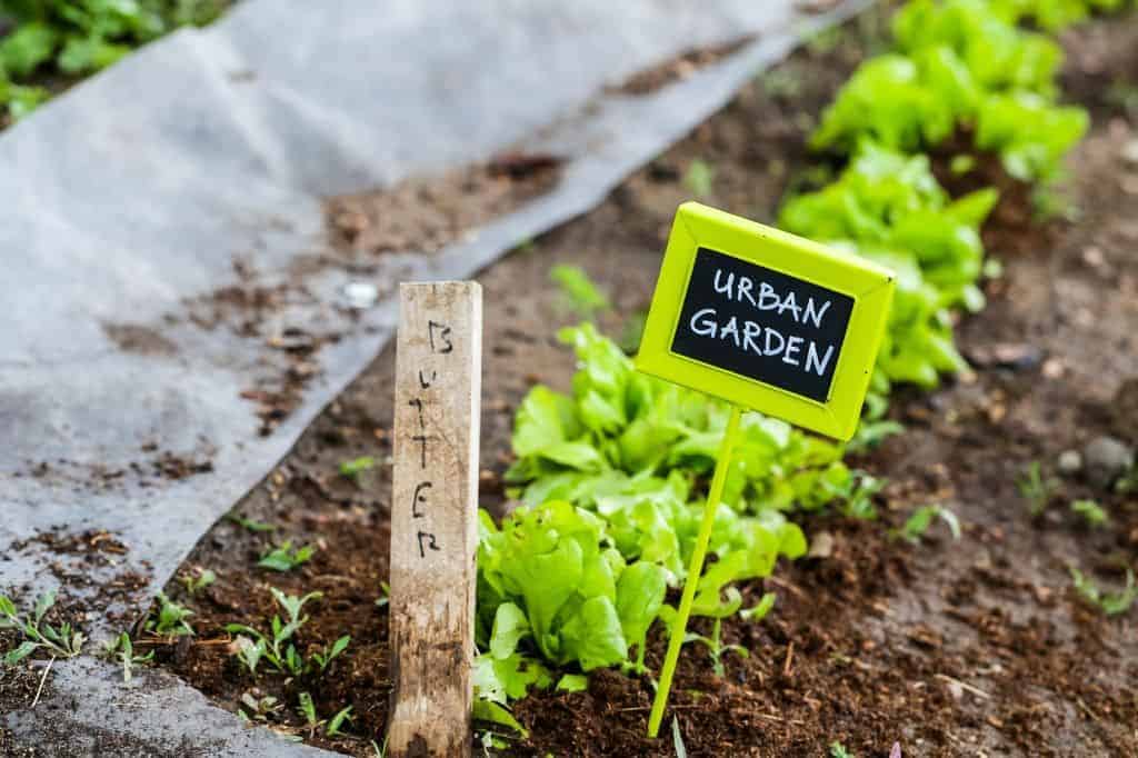 Urban garden