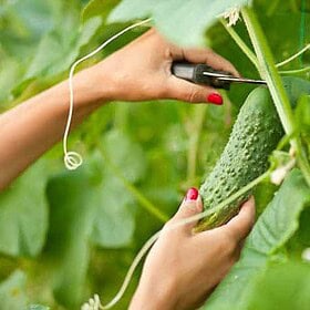Cucumber_Harvest