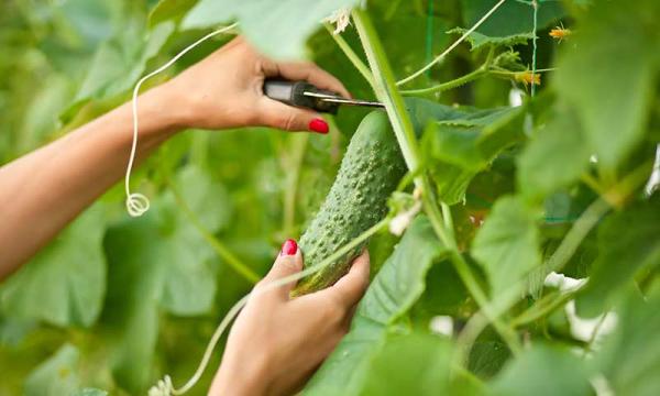 Cucumber_Harvest