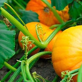 Orange-Pumpkins-Growing-in-autopot