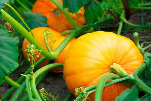 Orange-Pumpkins-Growing-in-autopot