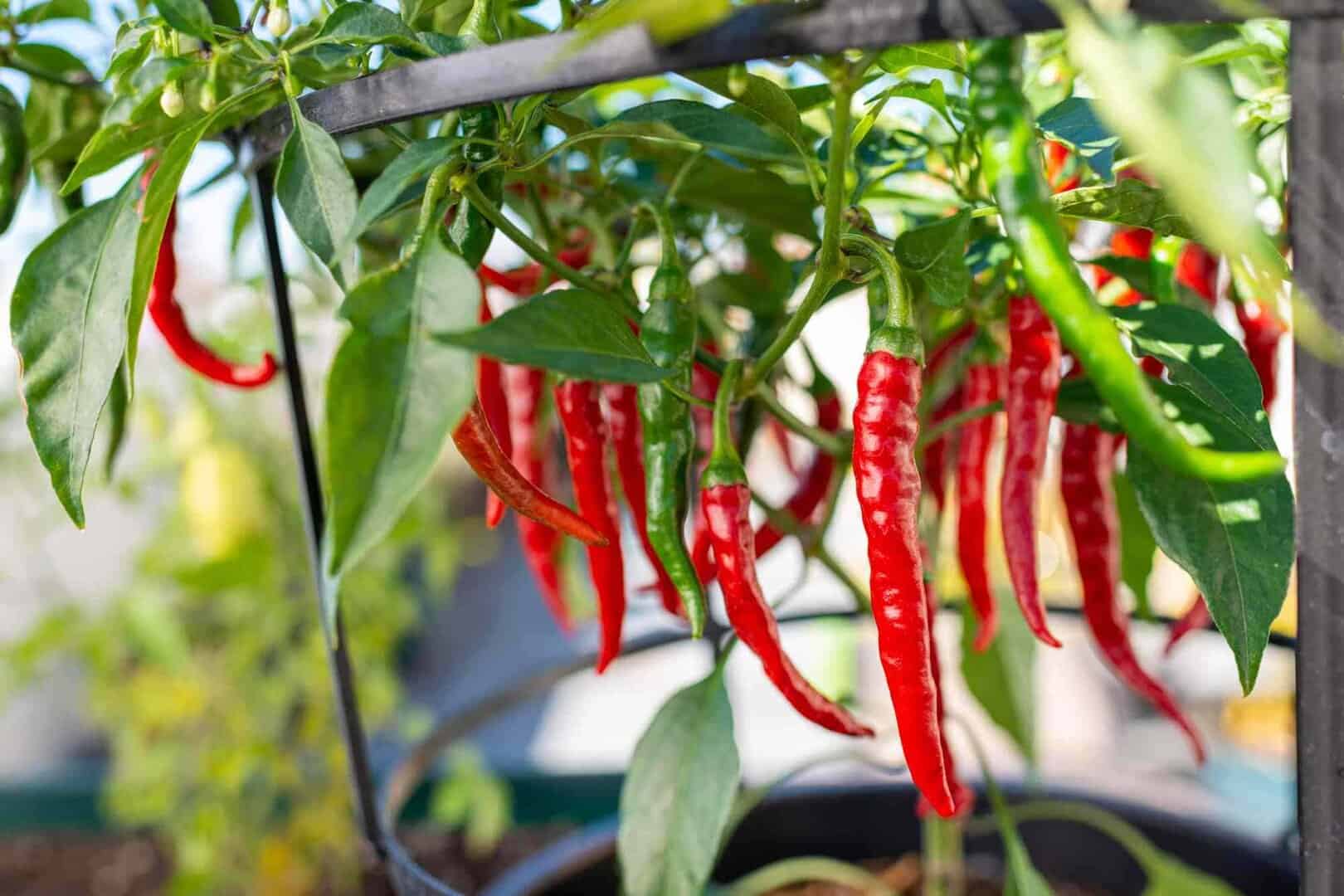 AutoPot FlexiPot 80 Systeem - Afbeelding 4