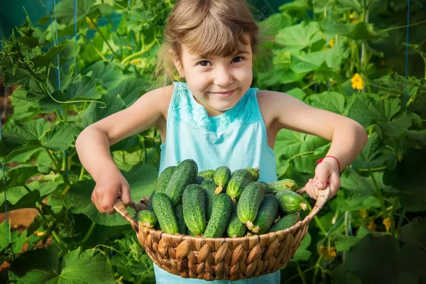 kid-grow-cucumbers