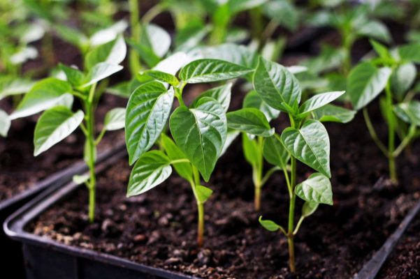 pepper-clones-veg