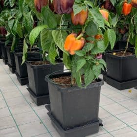 AutoPot 1Pot Paprika