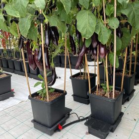 AutoPot 1Pot