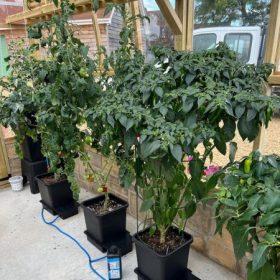 AutoPot_1Pot_grow (3)
