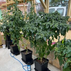 AutoPot 1Pot 4 Gewächshaus