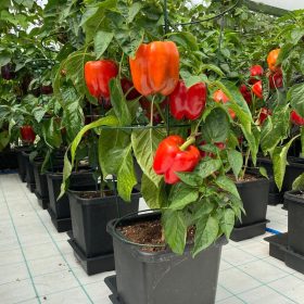 AutoPot 1Pot Paprika bewässerung