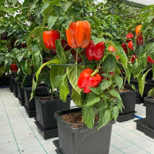 AutoPot 1Pot Paprika bewässerung