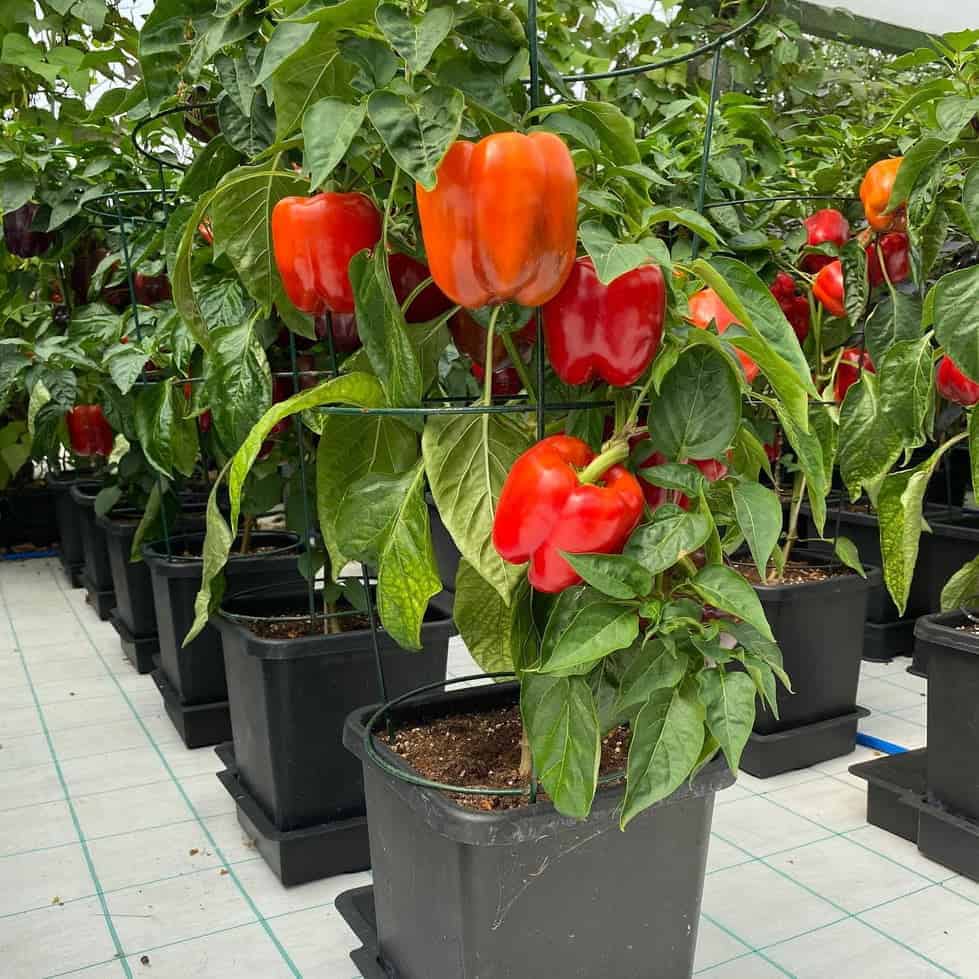 AutoPot 1Pot Paprika bewässerung