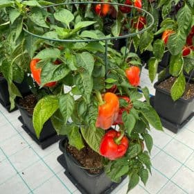 AutoPot 1Pot Paprika grow