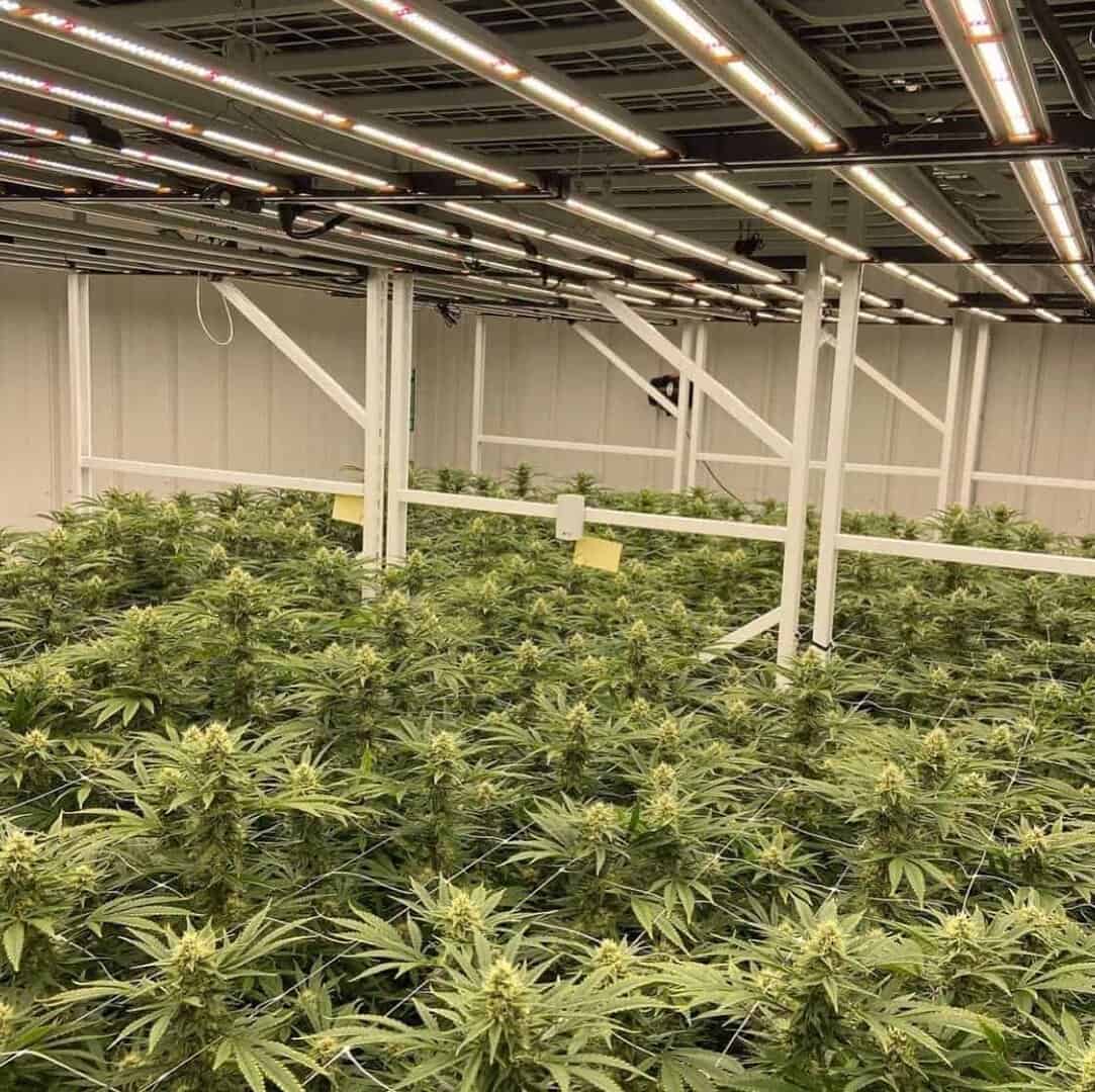 AutoPot_cannabis_deutschland