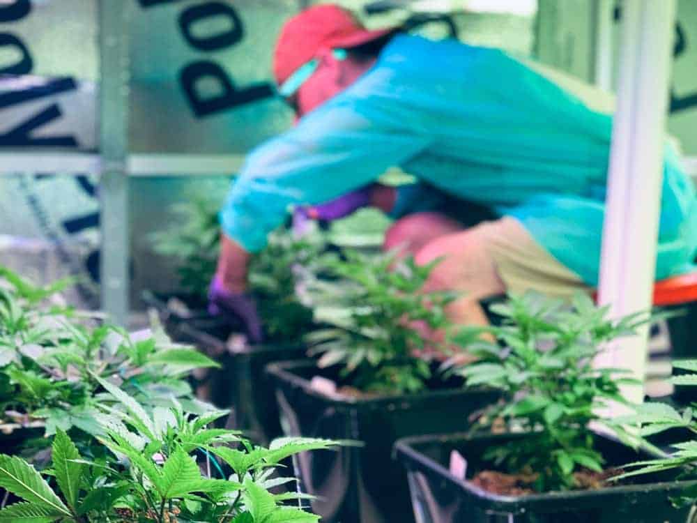 Cannabis_AutoPot_social_club_deutschland