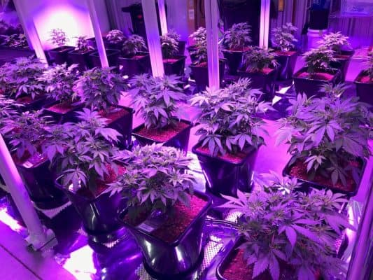 Cannabis_AutoPot_social_club_deutschland_2