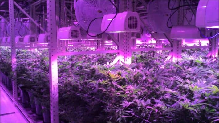 Cannabis_AutoPot_social_club_deutschland_3