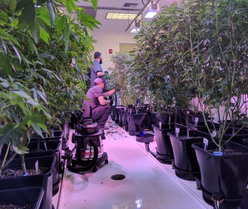 Cannabis_AutoPot_social_club_deutschland_4