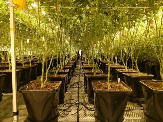 Cannabis_AutoPot_social_club_deutschland_5