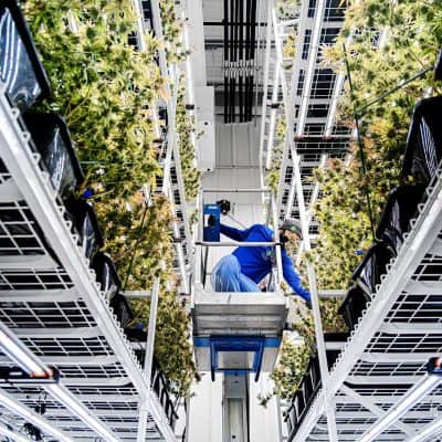 Cannabis_etage_grow_cannabis