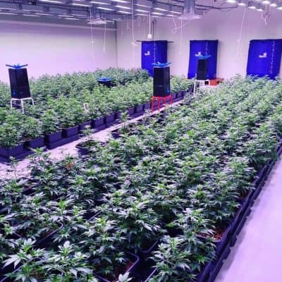Legaler_cannabis_deutschland