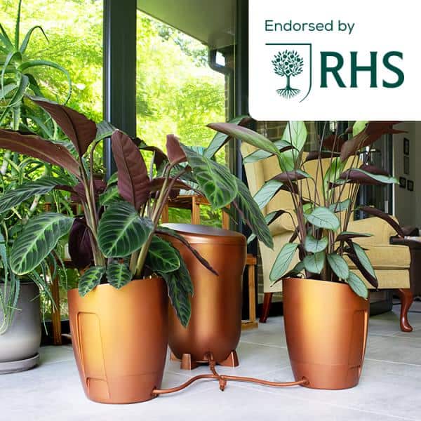 Indoor living area with three copper plant pots containing tropical foliage, visible through a glass wall; an RHS endorsement badge sits in the top-right corner.