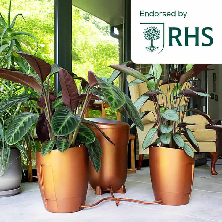 Indoor living area with three copper plant pots containing tropical foliage, visible through a glass wall; an RHS endorsement badge sits in the top-right corner.